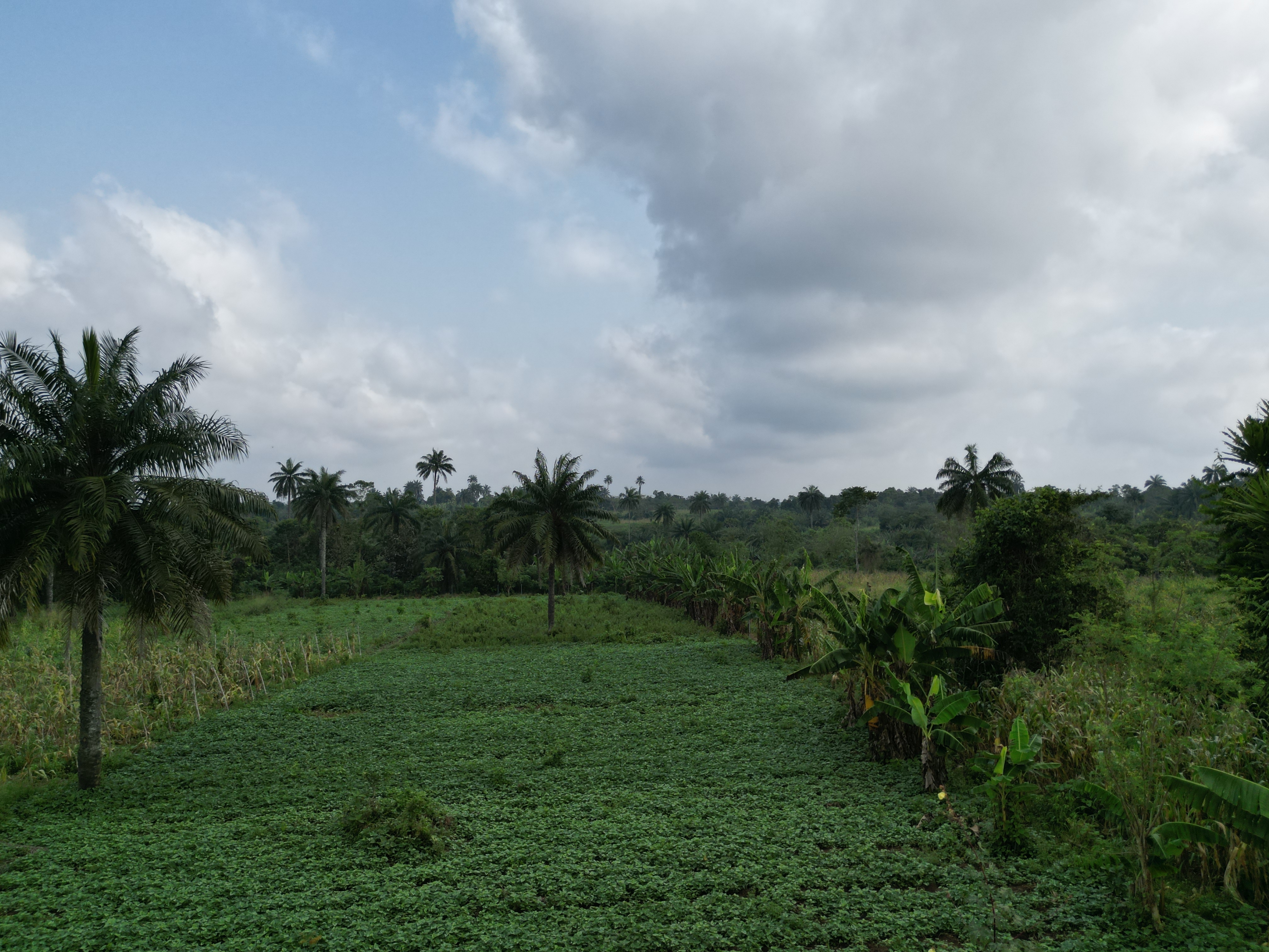 Close up of fresh vegetables